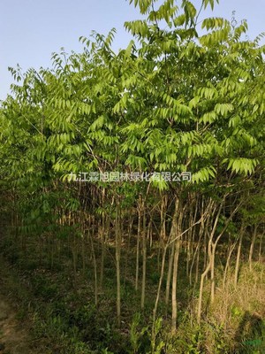 江西無患子 特征、用途與種植經營指南